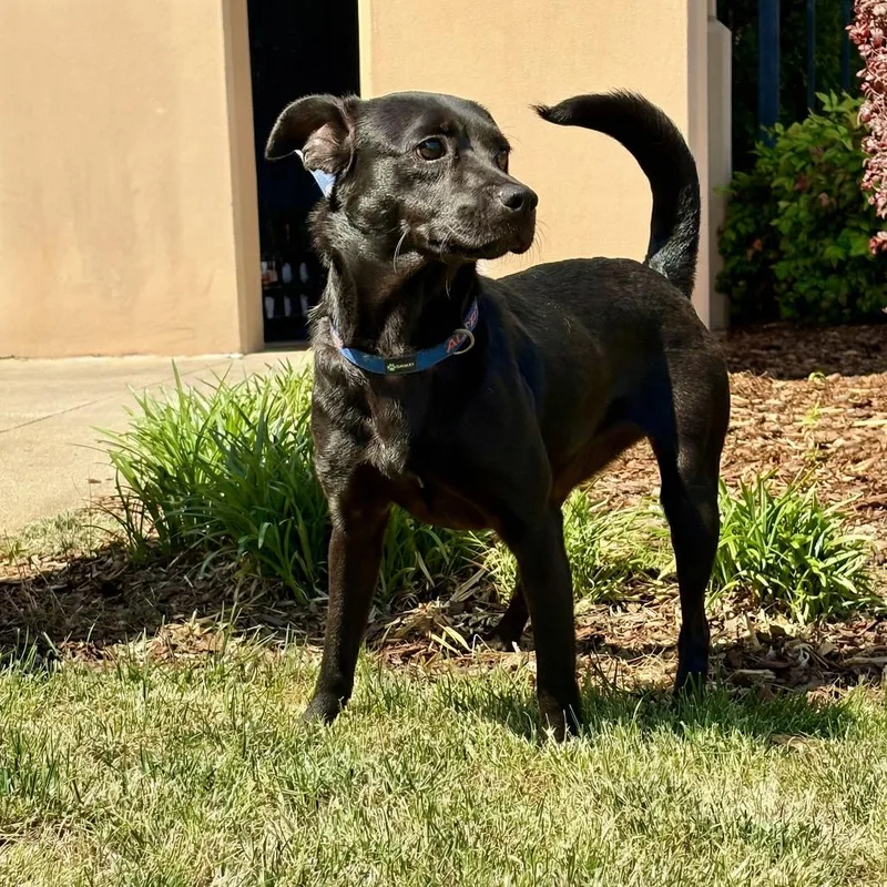 An adult small-sized female Black Terrier dog named Clarissa for adoption in Huntsville, AL