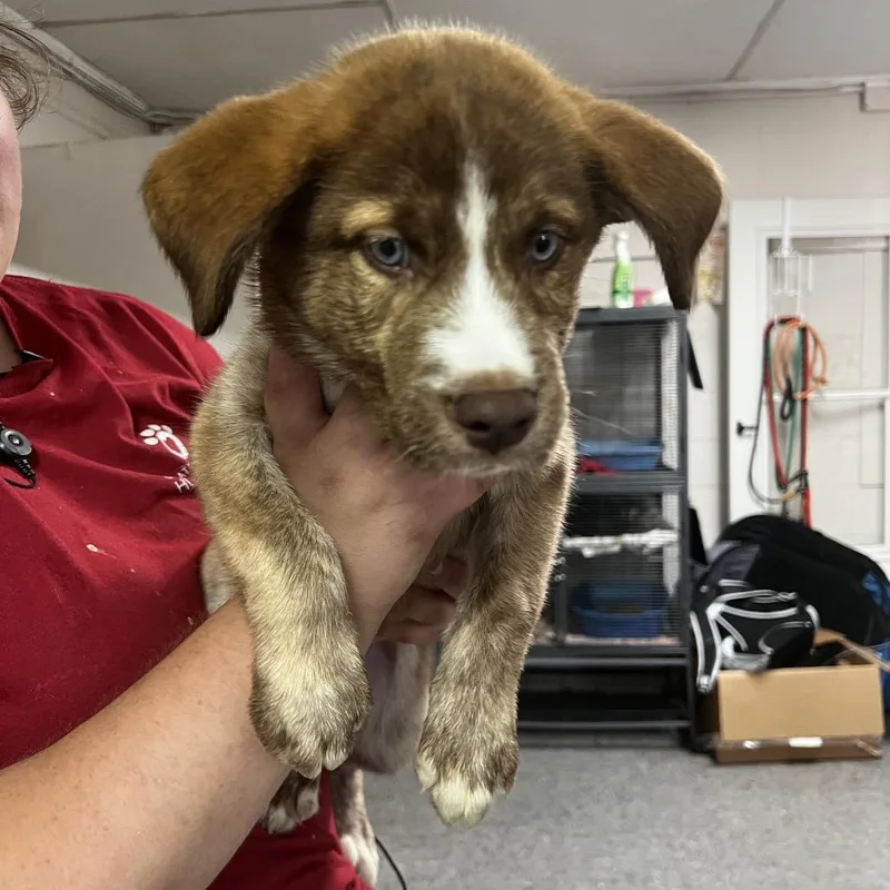 A baby small-sized male Brown / Chocolate Husky dog named Flounder for adoption in Birmingham, AL