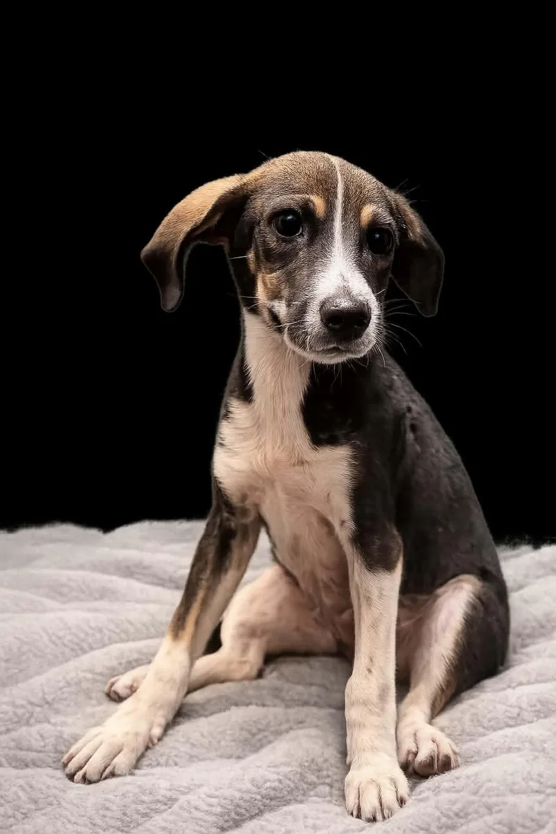 Atticus