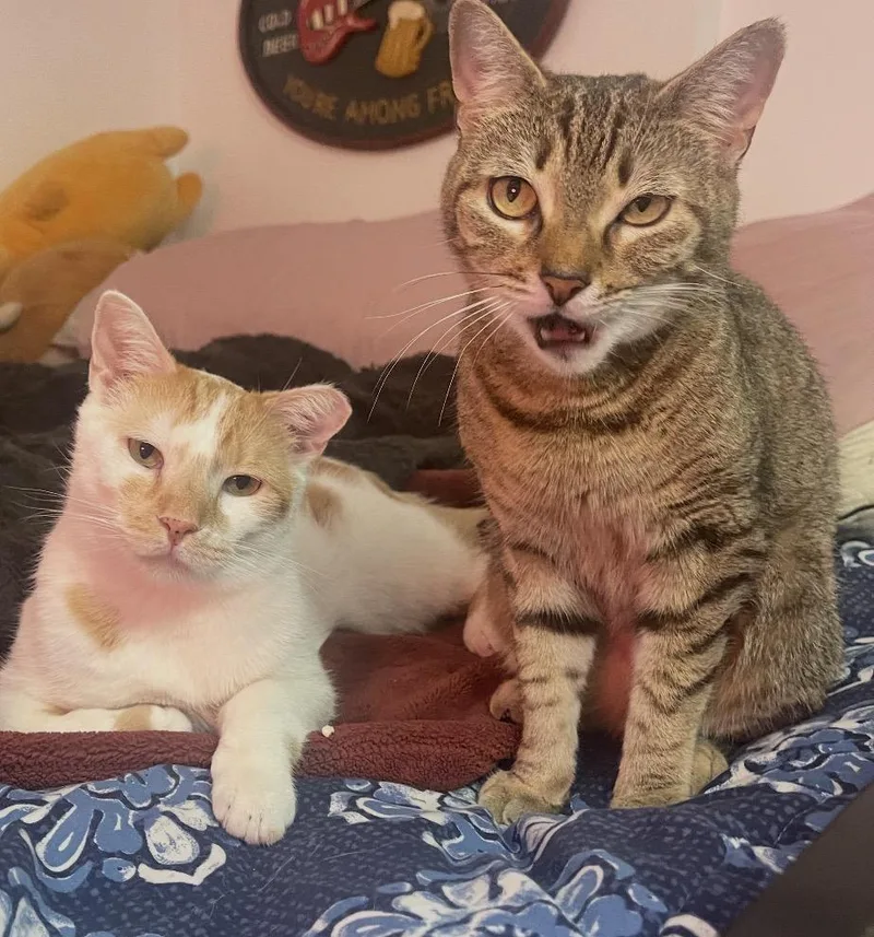 Garbanzo & Christina thumbnail 3