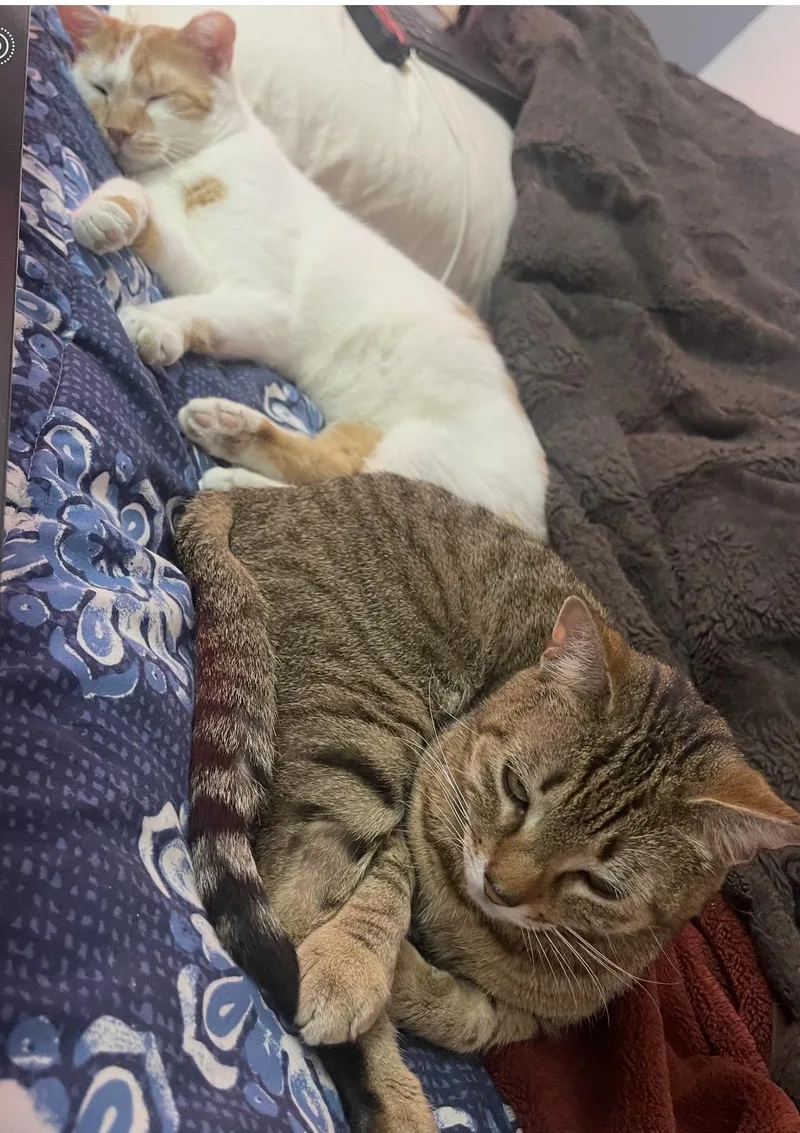 Garbanzo & Christina thumbnail 4