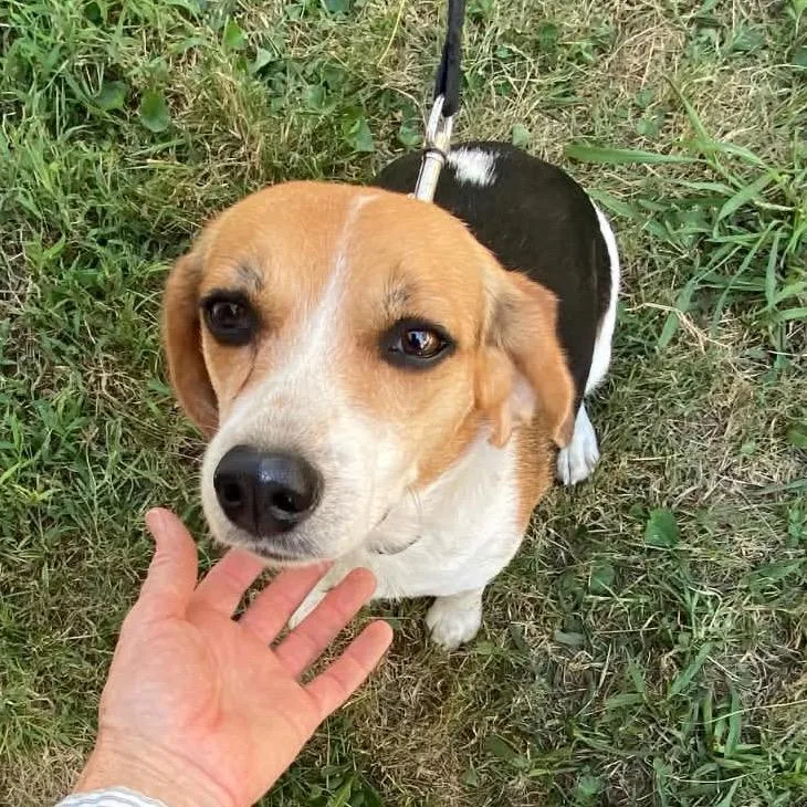 An adult small-sized female Beagle dog named Miffy for adoption in St. Louis, MO