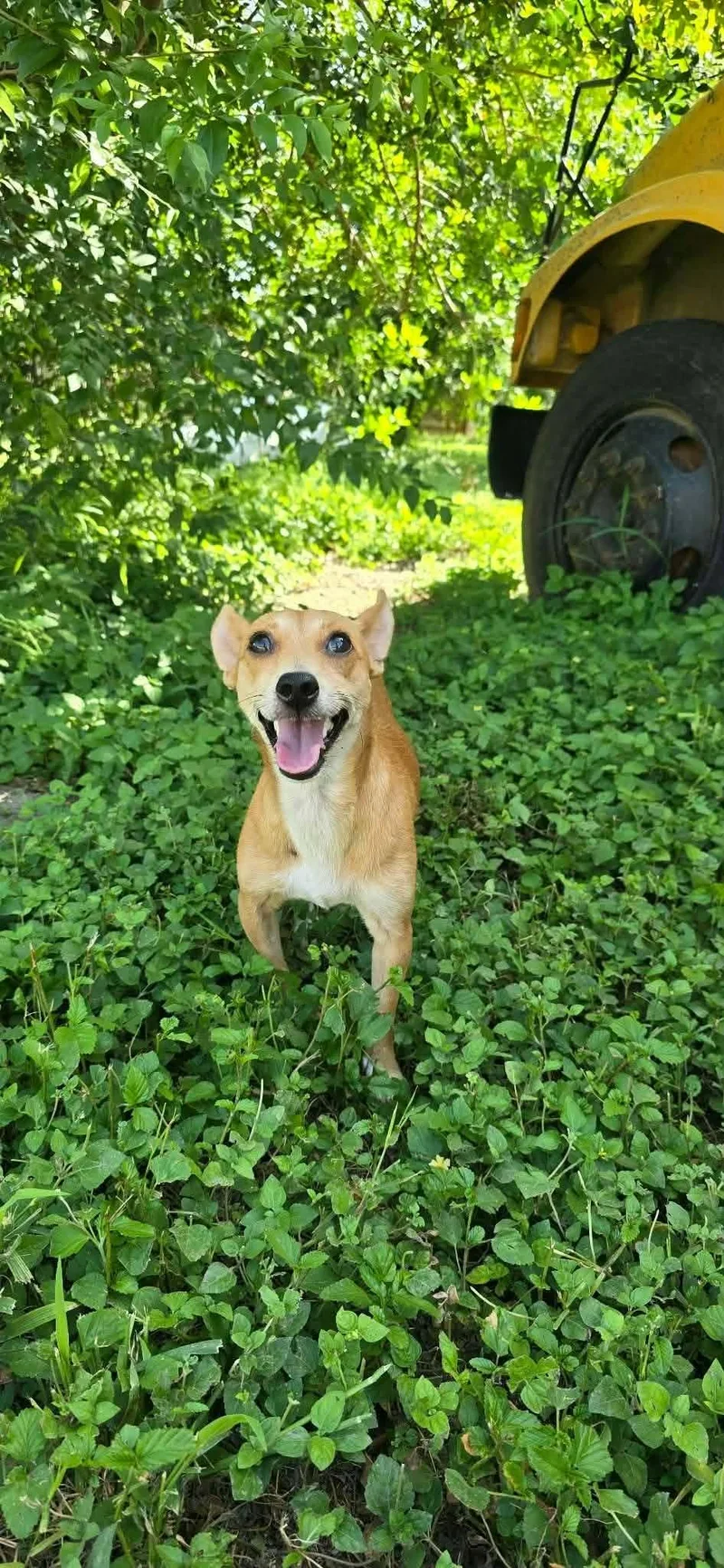 An adult small-sized female Chihuahua dog named Sissy for adoption in Boise, ID