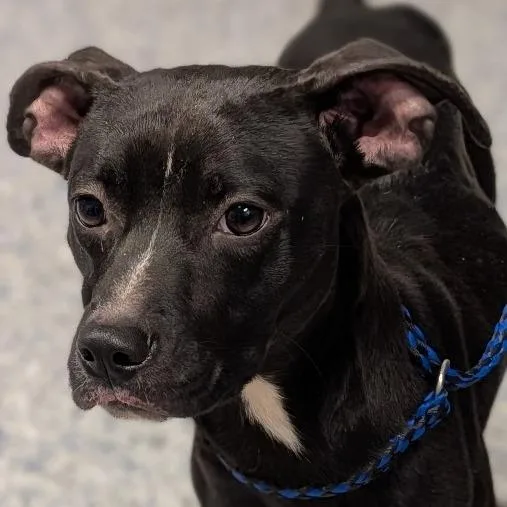 A young medium-sized female Black Mixed Breed dog named Bethany for adoption in Greenville, SC