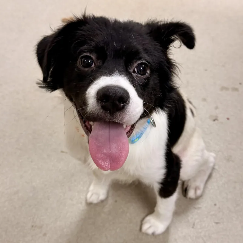 A young medium-sized male Mixed Breed dog named Scruffy for adoption in Athens, GA