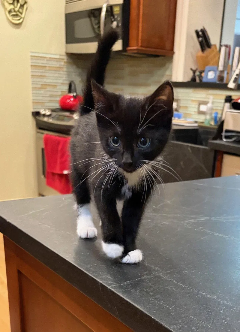 Julliette  Willow Grove