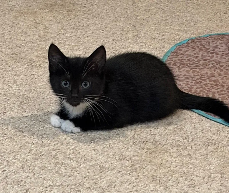 Julliette  Willow Grove thumbnail 2