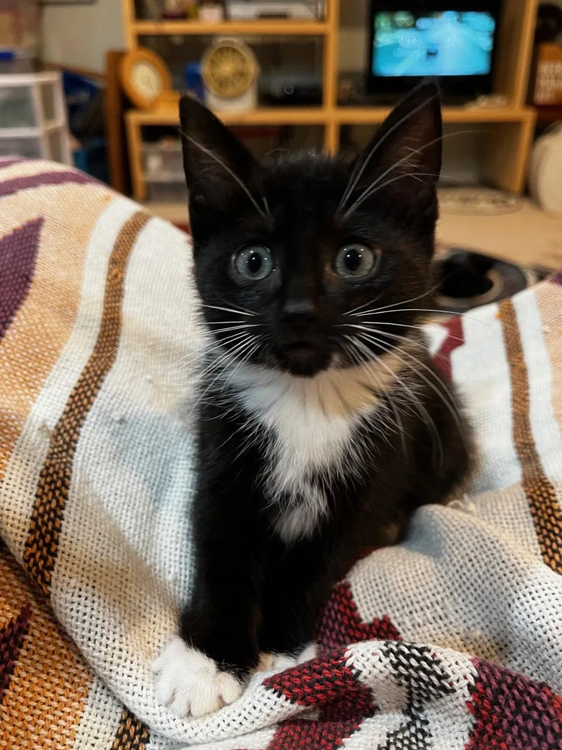 Julliette  Willow Grove thumbnail 3