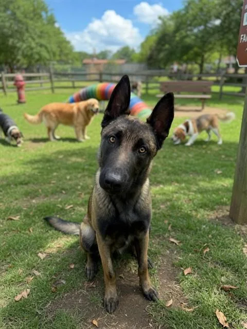 A young medium-sized male Belgian Shepherd / Malinois dog named Oakley for adoption in Agoura, CA