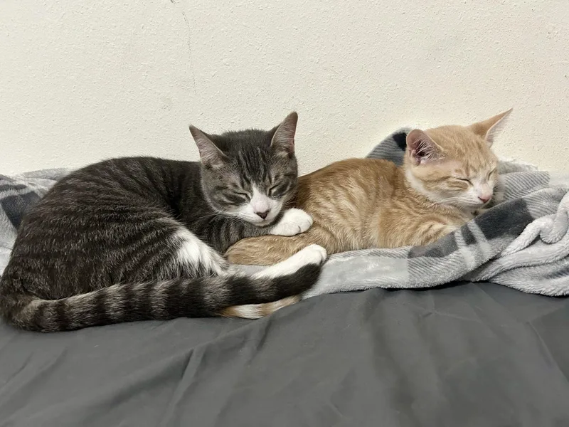 Yosi & Tofu