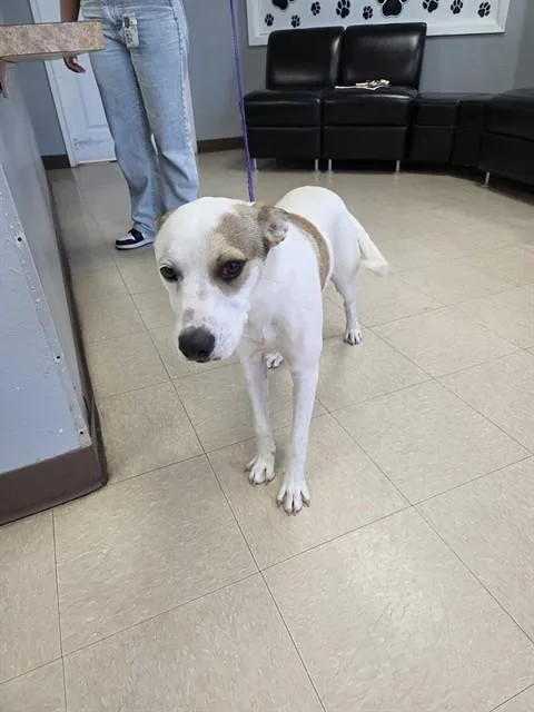 A young medium-sized male Australian Cattle Dog / Blue Heeler dog named Aloha for adoption in Killeen, TX