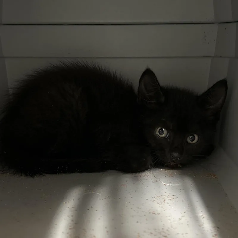 A baby small-sized male Black Domestic Short Hair cat named Bubbles for adoption in League City, TX