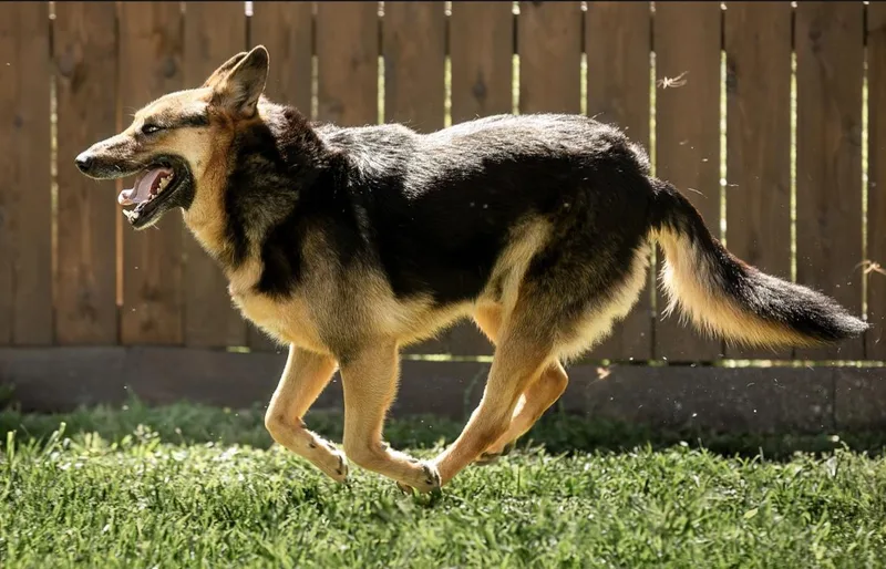 An adult large-sized female Bicolor German Shepherd Dog dog named Patricia for adoption in Tomball, TX