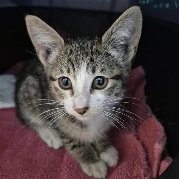 A baby small-sized female Brown / Chocolate Domestic Short Hair cat named Katara for adoption in Tacoma, WA