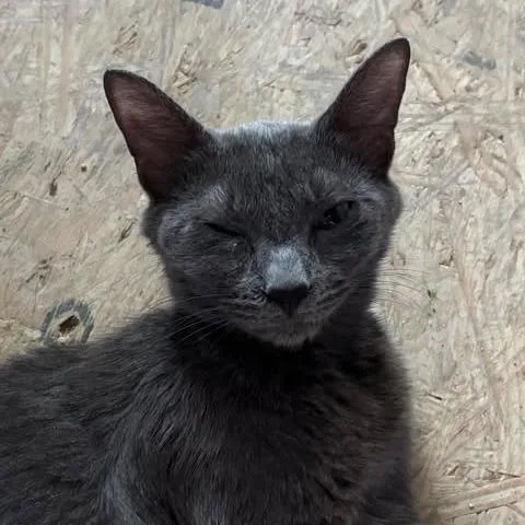 An adult medium-sized female Gray / Blue / Silver Domestic Short Hair cat named Cascading Springs for adoption in Fredericksburg, VA