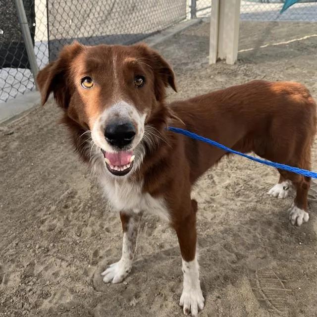An adult medium-sized male Border Collie dog named Red for adoption in Thousand Palms, CA