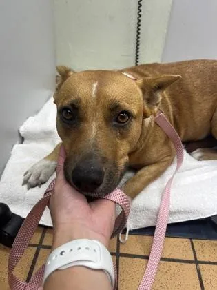 A young medium-sized female Labrador Retriever dog named Harley for adoption in Gainesville, FL