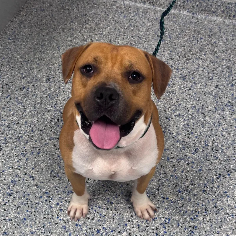 An adult medium-sized male Red / Chestnut / Orange Mixed Breed dog named Goldie for adoption in Greenville, SC