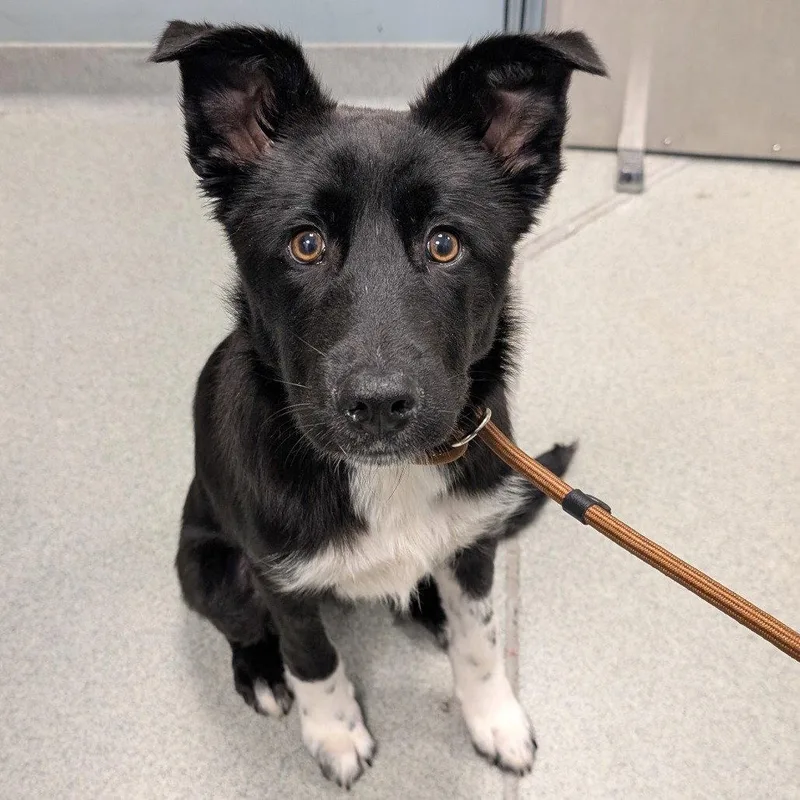 A young medium-sized male Mixed Breed dog named Zip for adoption in New Castle, DE