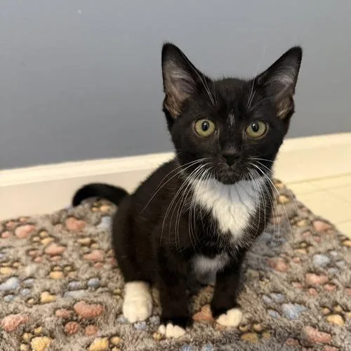 A baby small-sized male Domestic Short Hair cat named Wesley for adoption in Georgetown, KY