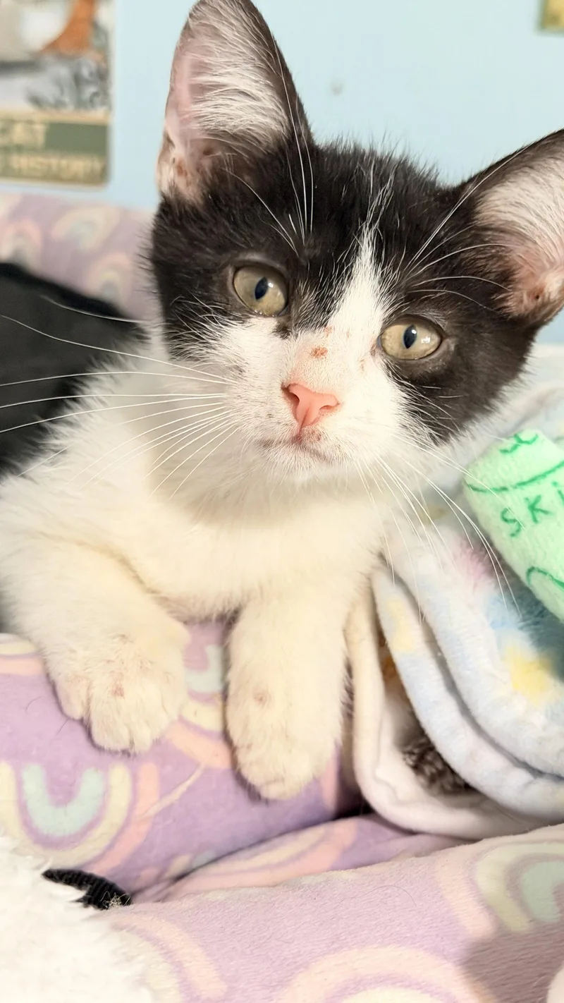 A young medium-sized male Black & White / Tuxedo Tuxedo cat named Pepe le Pew for adoption in Cypress, TX