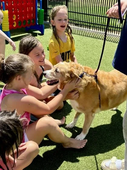An adult large-sized female Yellow / Tan / Blond / Fawn Mixed Breed dog named Brownie for adoption in Wichita, KS