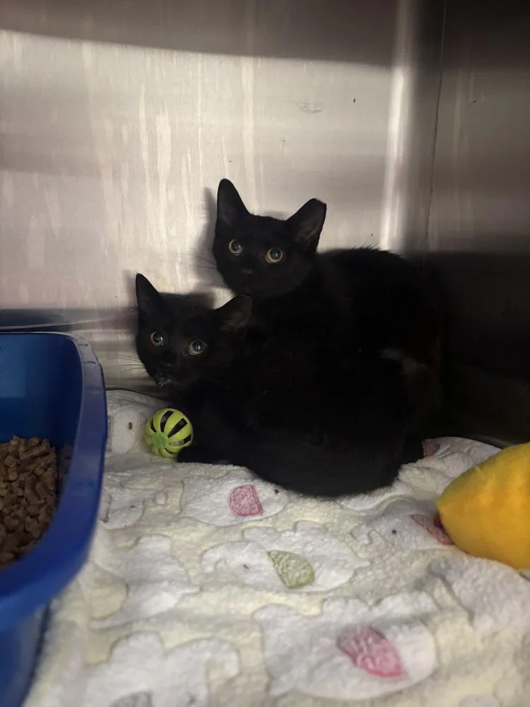 A young small-sized female Black Domestic Short Hair cat named Annies for adoption in Evansville, IN
