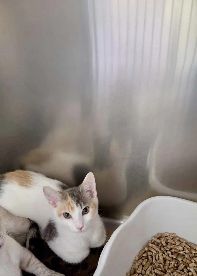 A baby medium-sized female Domestic Short Hair cat named Stream for adoption in Trenton, NJ