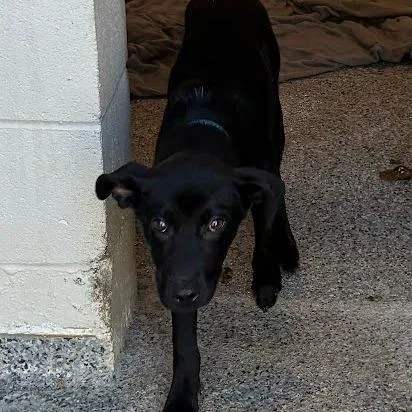 A baby medium-sized male Mixed Breed dog named Bunson for adoption in Jeffersonville, IN