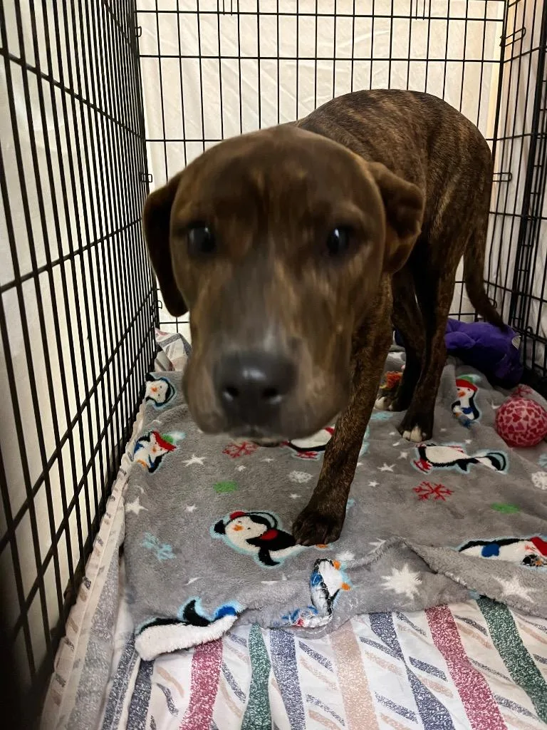 A young medium-sized female Pit Bull Terrier dog named Daisy for adoption in New Braunfels, TX