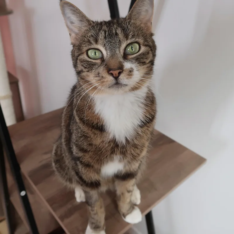 A young medium-sized female Tabby (Brown / Chocolate) Tabby cat named Lilac for adoption in New York, NY