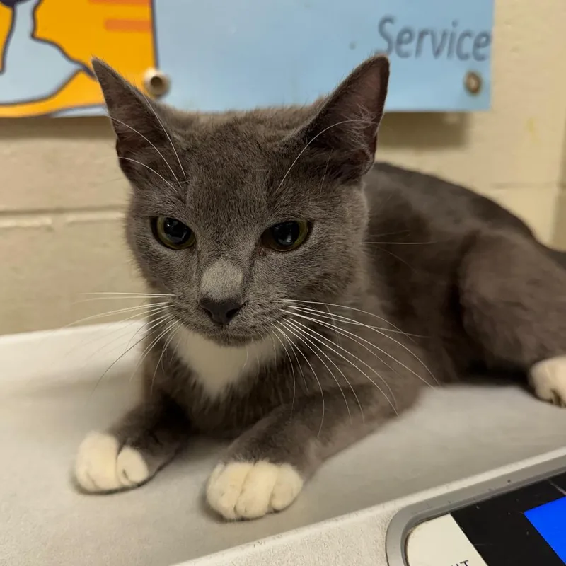 A young medium-sized female Gray / Blue / Silver Domestic Short Hair cat named Catpuccino for adoption in Milton, FL