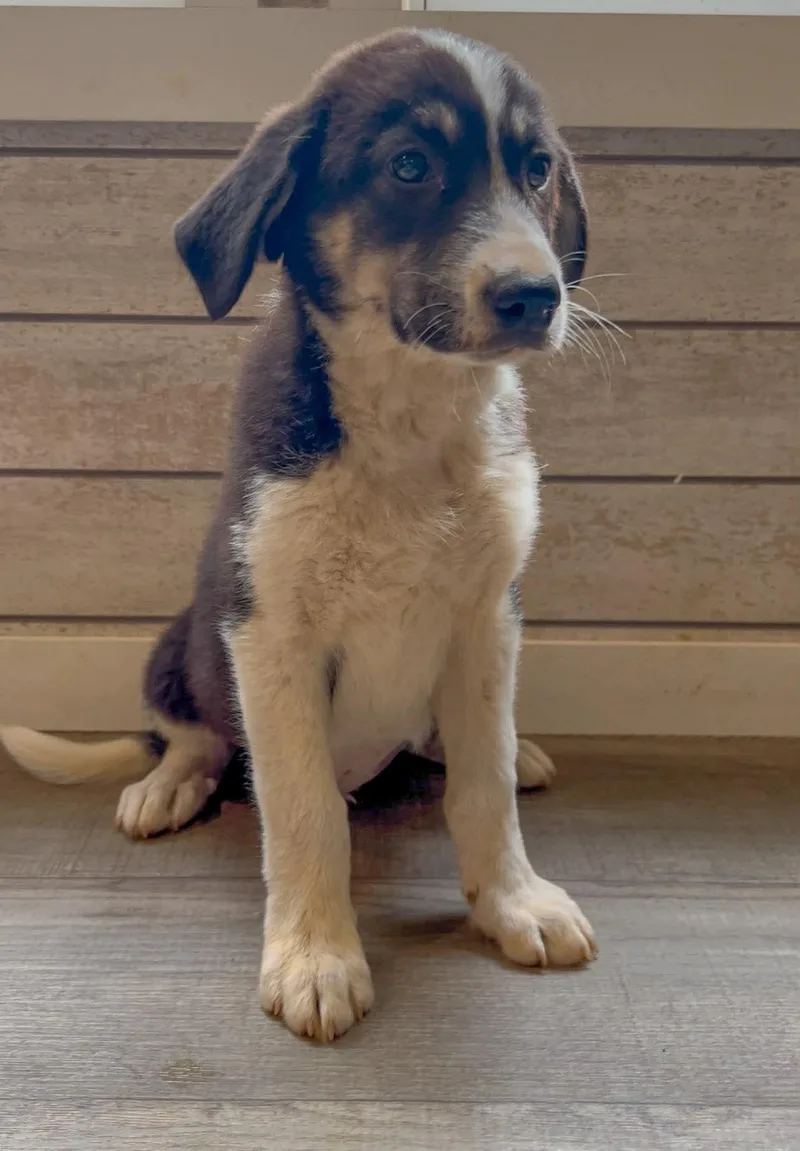 A baby large-sized female German Shepherd Dog dog named Apple for adoption in New Baltimore, MI