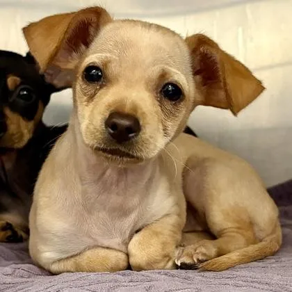 A baby small-sized female Chihuahua dog named Banzai for adoption in Sacramento, CA