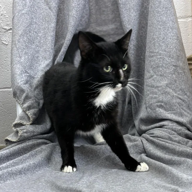 An adult medium-sized male Domestic Short Hair cat named MuStachio for adoption in Madisonville, KY
