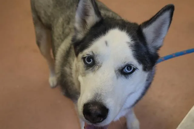 An adult large-sized female Mixed Breed dog named Neeka for adoption in Columbia, SC