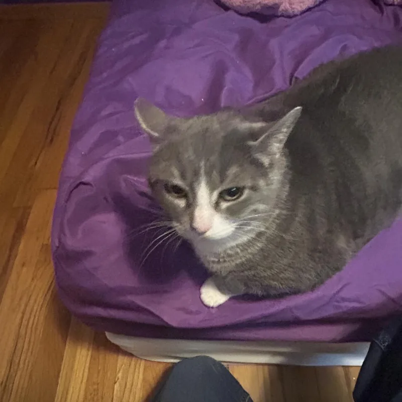 An adult small-sized female Gray / Blue / Silver Domestic Short Hair cat named Haliey  Home To for adoption in South Elgin, IL
