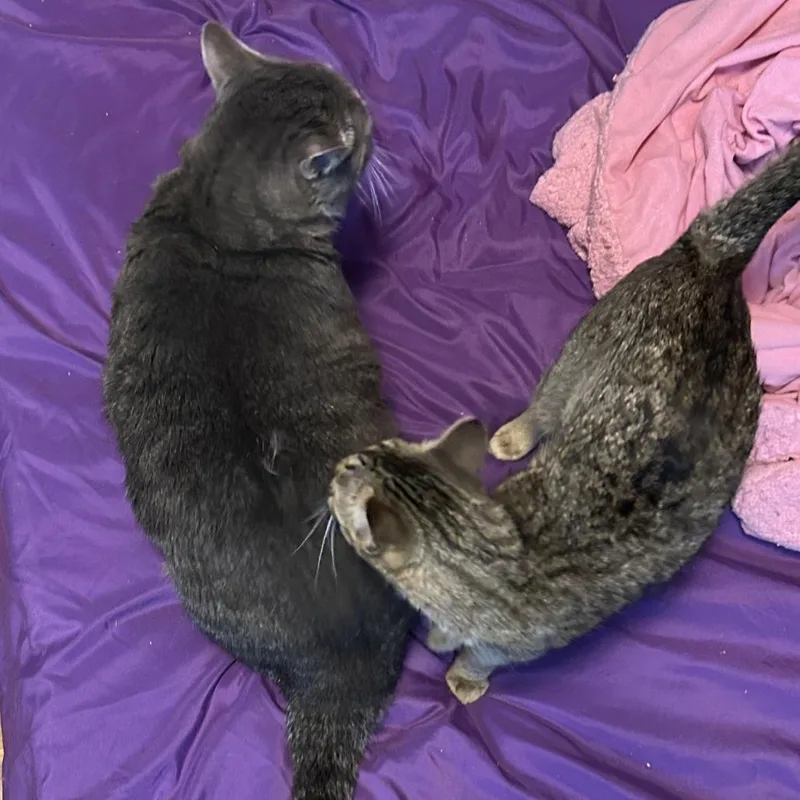 Haliey  Home To thumbnail 2