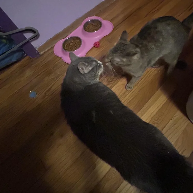 Haliey  Home To thumbnail 3