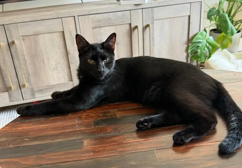 A young medium-sized female Black Domestic Short Hair cat named Millie for adoption in New York, NY