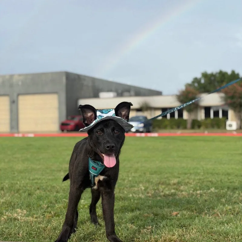 A young medium-sized male Shepherd dog named Neo for adoption in Bloomfield, CT