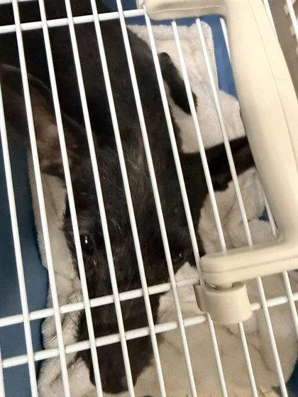 An adult small-sized female Mixed Breed dog named Sami for adoption in Oakland, CA