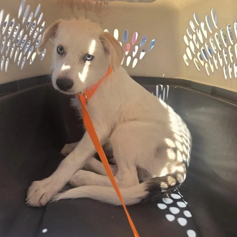 A baby small-sized male Terrier dog named Bear Claw for adoption in Pacifica, CA