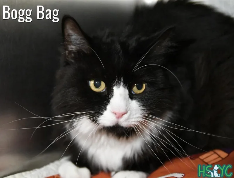 A senior medium-sized male Domestic Long Hair cat named Bogg Bag for adoption in Fort Mill, SC