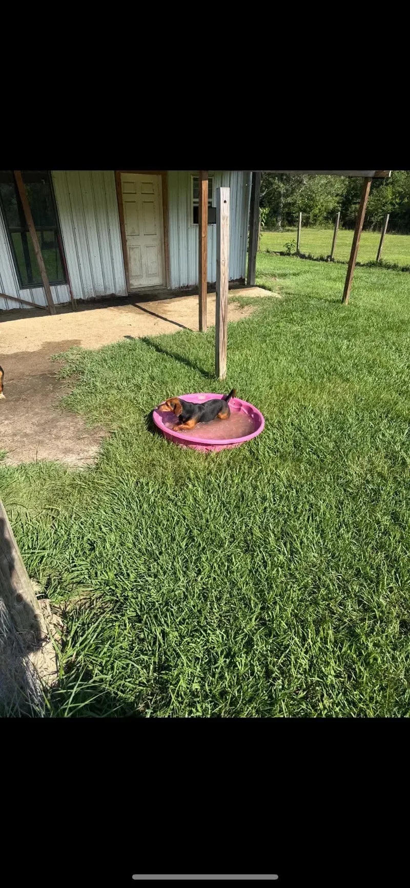 A young medium-sized male Miniature Pinscher dog named George for adoption in Valrico, FL