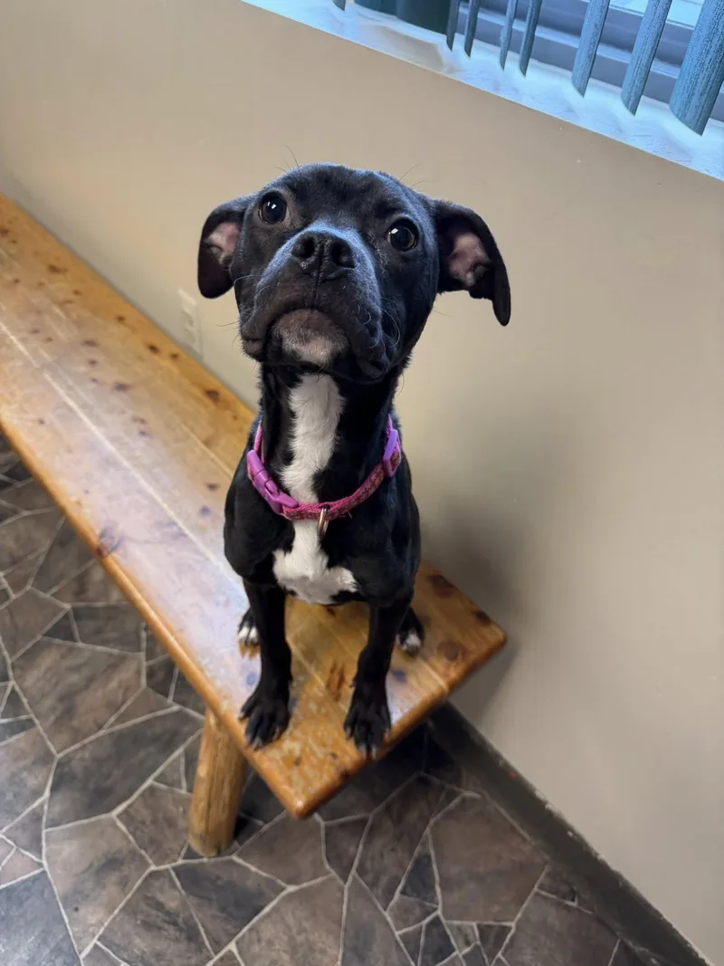 Chicken Noodle thumbnail 2