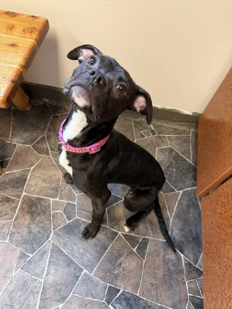 Chicken Noodle thumbnail 3