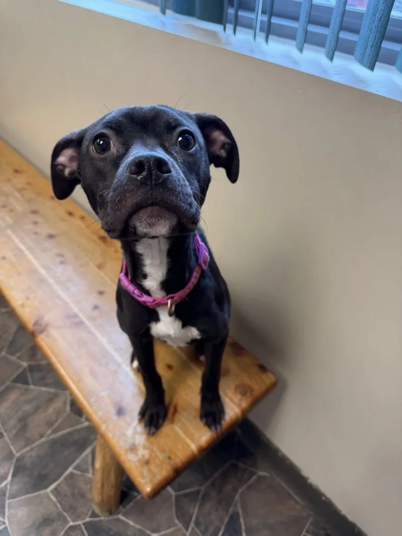 Chicken Noodle thumbnail 4