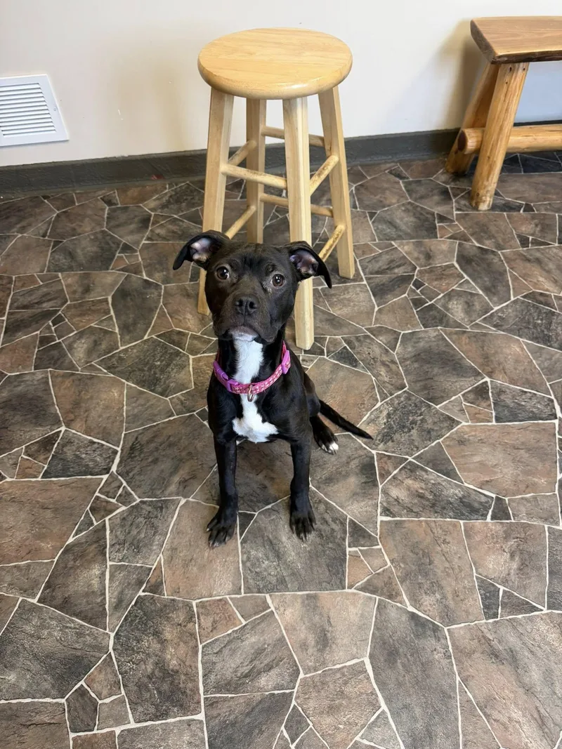 Chicken Noodle thumbnail 5