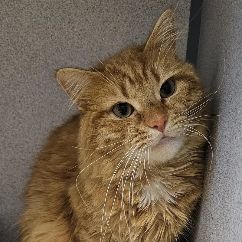 An adult medium-sized male Orange / Red Domestic Medium Hair cat named Toulouse for adoption in Cedar Rapids, IA